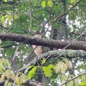 Red tailed hawk. Seen before flying off in search of prey