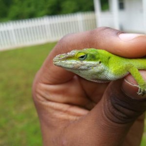 Old battle-scarred male Green anole. Showing head scarring in this photo