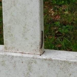 Eastern tent moth caterpillar. Typically see a lot of these guys during spring