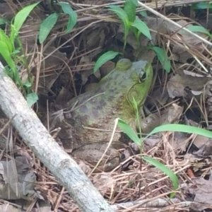 Adult female bullfrog. My first one