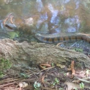 One of my first snakes. (Northern watersnake) The third seen today