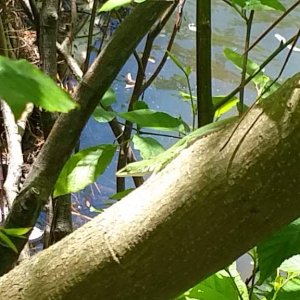 Green anole in the same habitat as the watersnakes and skinks