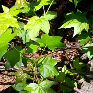 Male Plestiodon skink. Could not identify it as Common five-lined, Broad-head, or Southeastern five-lined. See if you can find him, lol!