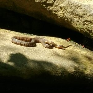 The first watersnake of the day. (Very happy about finding one) The second one I could not get a good photo of