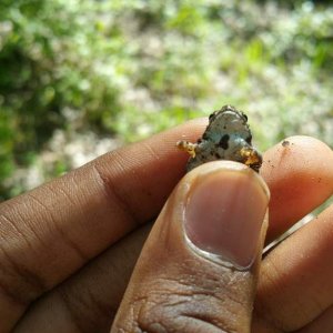 Fowler's Toad wondering how it was caught and why it was still alive