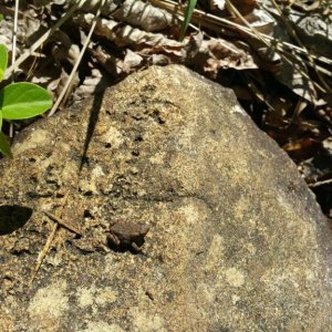 The Toadlet right after release