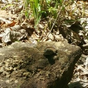 Eastern fence lizard