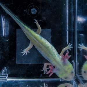 NGFP-AF03 Female NFP/GFP
Lavender or Purple Axolotl