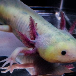 NGFP-AF03 Female NFP/GFP
Lavender or Purple Axolotl

Daylight