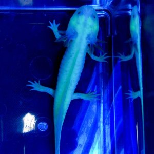 NGFP-AF03 Female NFP/GFP
Lavender or Purple Axolotl

Under Black Light