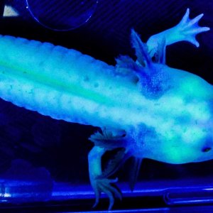 NGFP-AF03 Female NFP/GFP
Lavender or Purple Axolotl

Black Light