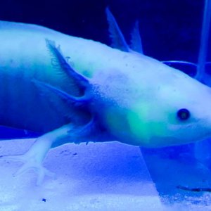 NGFP-AF03 Female NFP/GFP
Lavender or Purple Axolotl

Black Light