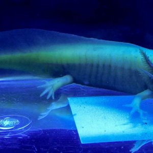 NGFP-AF03 Female NFP/GFP
Lavender or Purple Axolotl

Black Light