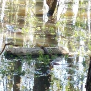 Cottonmouth. My first one ever, at least in the wild