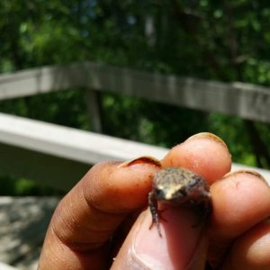 Eastern Narrow-mouthed toad. Second ever individual I have found (Or possibly first, could be the same one twice)