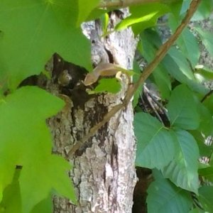 Green anole. Male