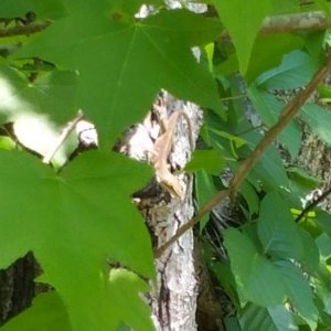 Green anole. Same male as last photo