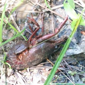 Red swamp crayfish. Beached, but alive. After photographing it, I promptly moved it back into the water