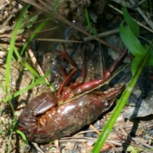 Red swamp crayfish. Same individual as the last photo