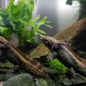 Ambystoma Andersoni