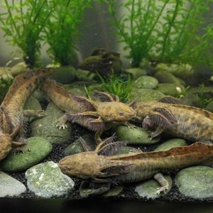 Ambystoma Andersoni