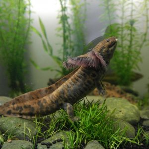 Ambystoma Andersoni