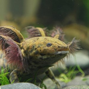 Ambystoma Andersoni