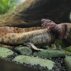 Ambystoma Andersoni