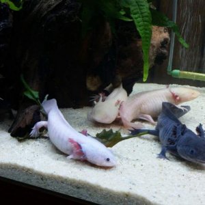 All the axolotls are in this one, Trouble is just hiding in the wood.