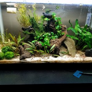 10 gal C. Cyanurus.
Plants: Anubias Nana, Crypt Undulata, Crypt Tonkinensis, Rotala Rotundifolia, Java Moss, Java Fern (narrow leaf), Marimo Moss Ball