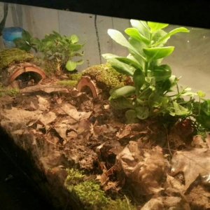 My terrestrial setup is almost ready for when they morph.