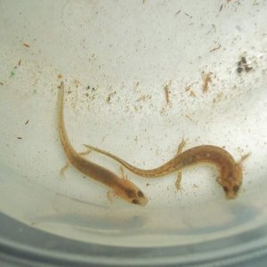 Eurycea larvae