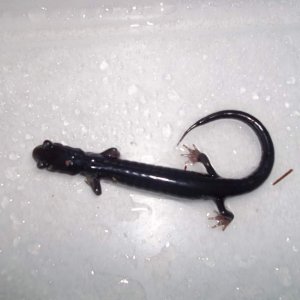 Plethodon metcalfi