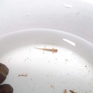 Hemidactylum larvae