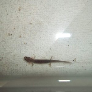 Gyrinophilus porphyriticus larvae