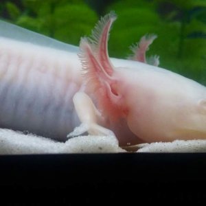 My beautiful white albino axolotl exploring her new home for the first time.