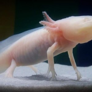 My white albino axolotl, Storm.