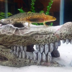 My baby axolotl Charles riding the skull of a crocodile :)