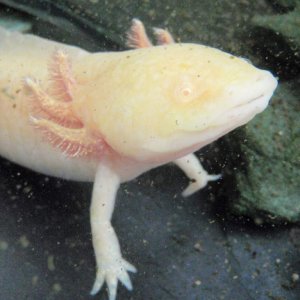 Here is my female axolotl, unimaginatively named 'Axa'   :)