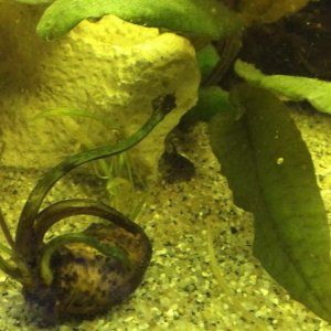 Cleaning the fish tank and see a little face peering out from behind a rock