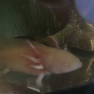 This is Kip. I think you would consider him/her some sort of yellow-albino axy. Gills and spots are gorgeous.