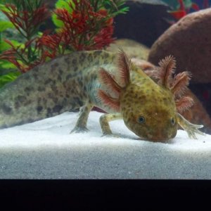 My four month old wild type axolotl Charles showing off for the camera :)