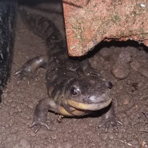 Adult Ambystoma tigrinum. One of Mario's offspring.