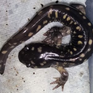 Juvenile Ambystoma tigrinum cb 2016