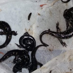 Juvenile Ambystoma tigrinum cb 2016