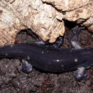 Juvenile Ambystoma tigrinum cb 2016