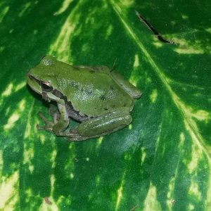 Hyla arborea