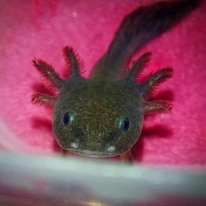 My 8 week old axolotl, Rouge.