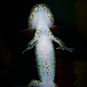 My wild type 4 month old axolotl Henry's stomach :)