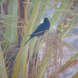 A Tristram's Starling. One of my first photos with a camera. Seen in Wadi Rum